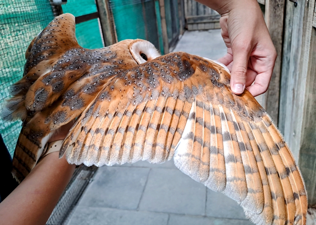 Foto eines Greifvogels, den eine Person auf der Hand hält. Ein Flügel wird gespreizt.